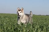 ALASKAN MALAMUTE 169